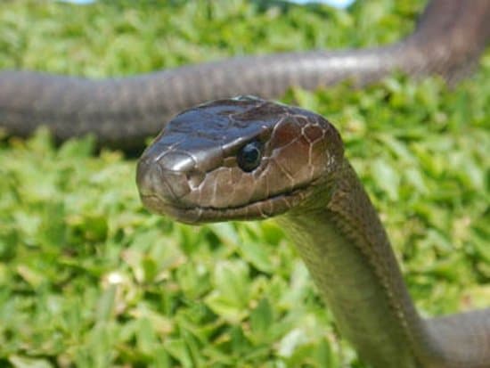 Black Mamba out for a sun bath