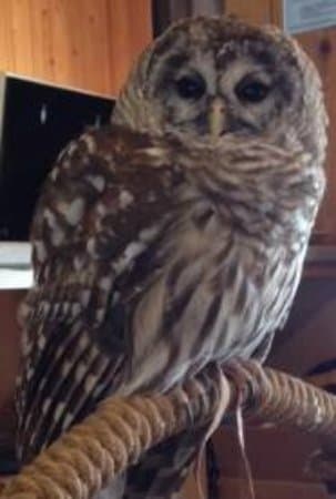 Beautiful owl!