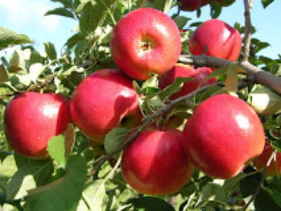 We start fall apples September-October.