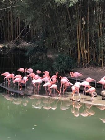 ANIMALES EN EL RECORRIDO