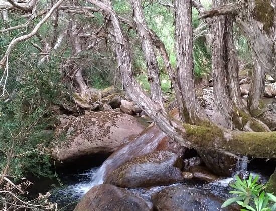 Stream in trees.