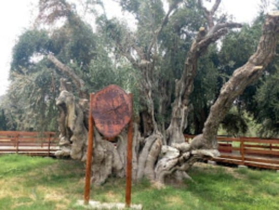 Olivo Cuatricentenario Aimogasta
