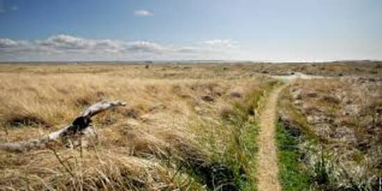  You can take a walk along the beach and enjoy birdwatching and peace and quiet. Or you can take a  longer jaunt and head east onto the spit that leads to Protection Island and Damon Point.  