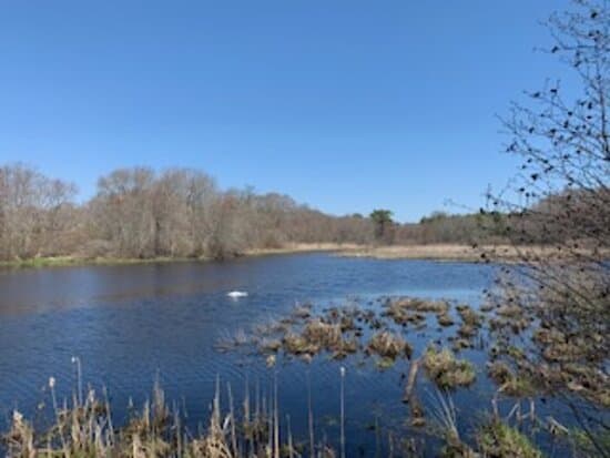 A pond with swans and geese