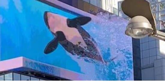 Visit the 3D Cat Billboard (Cross Shinjuku Vision)