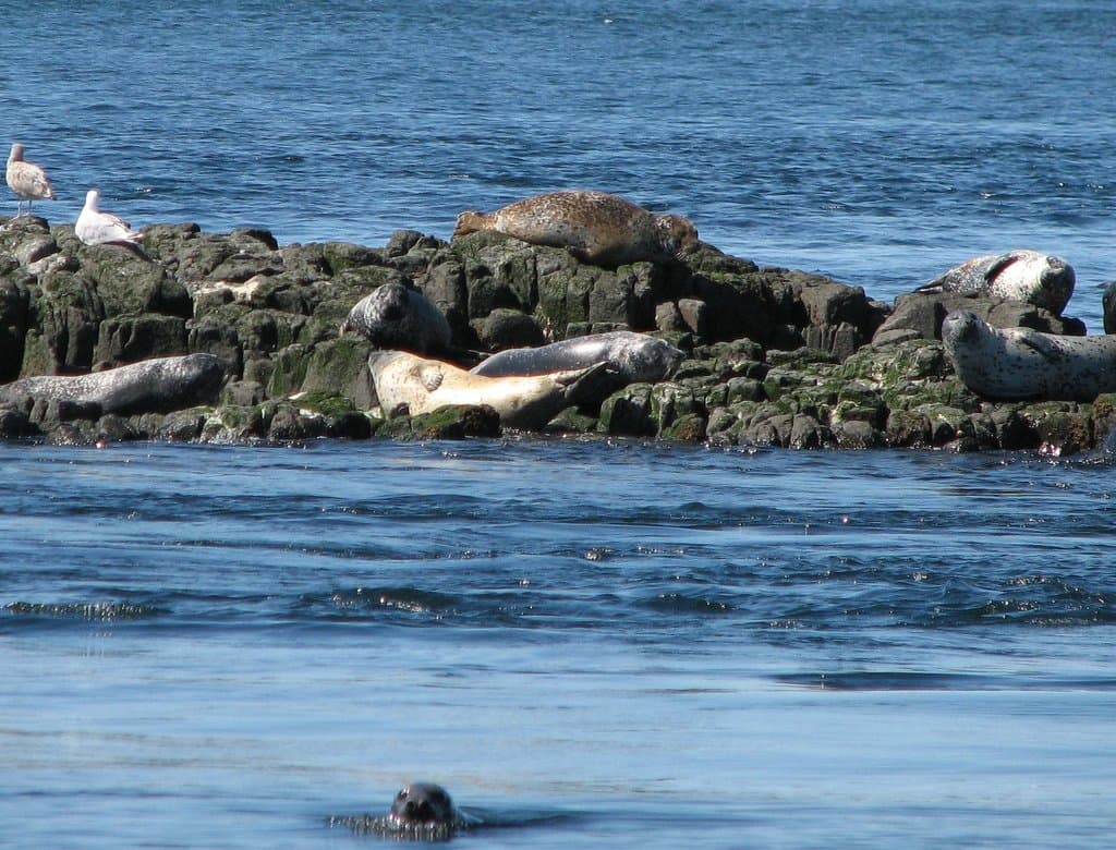 Brier Island Nature Reserve