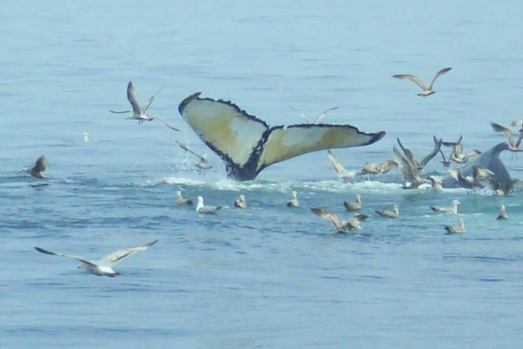 I loved the whale tail in this shot!