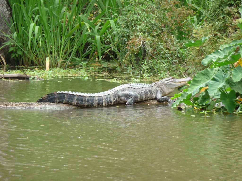 Another gator basking in the sunlight..
