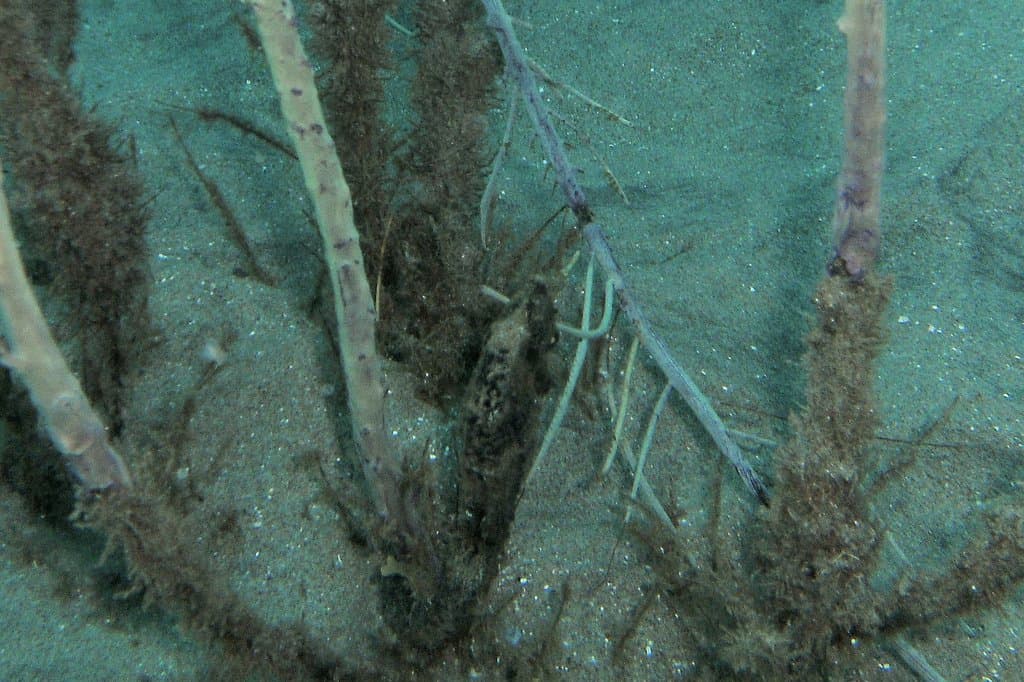 The sea horse