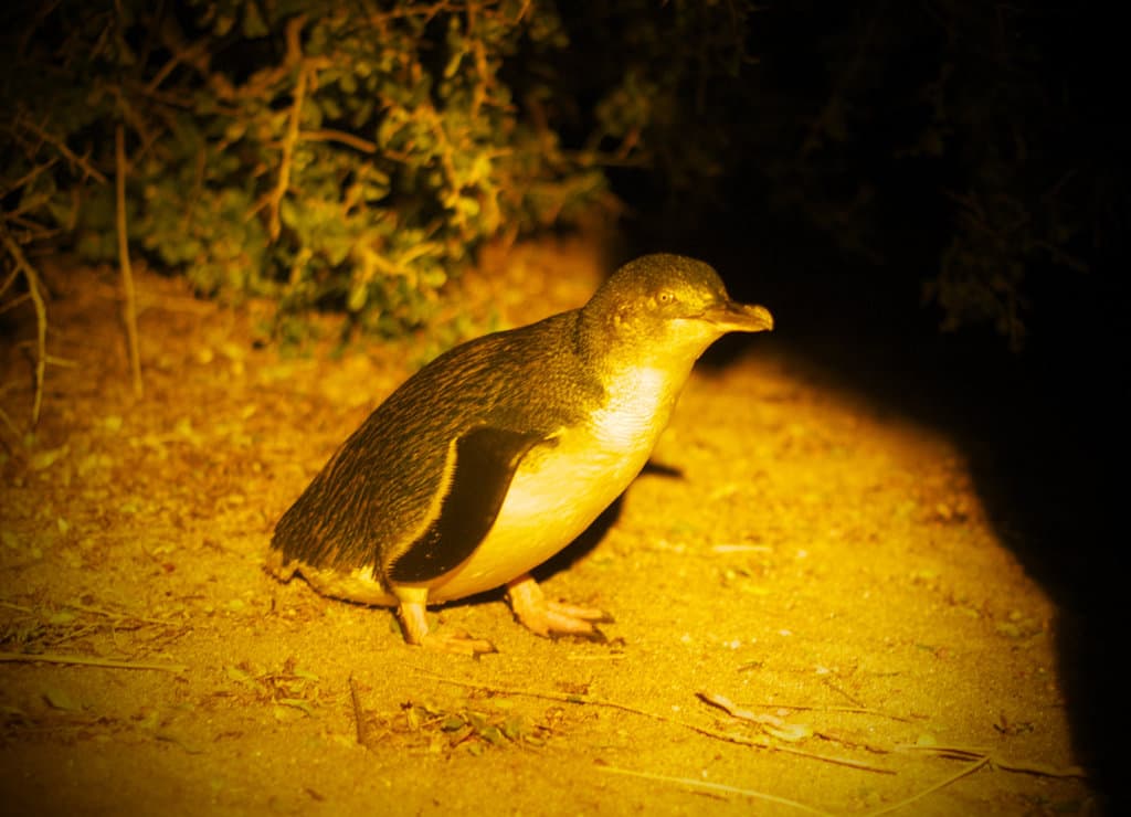 Fairy penguin checking us out