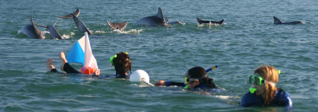 swimming with dolphins