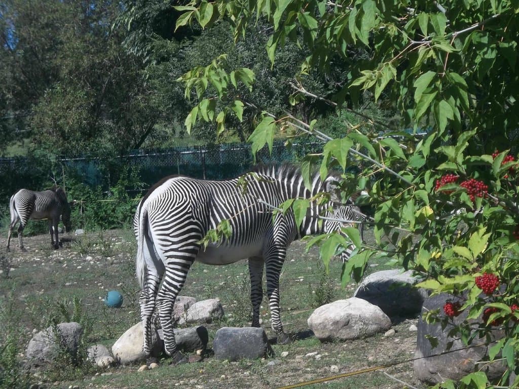 Zebra

