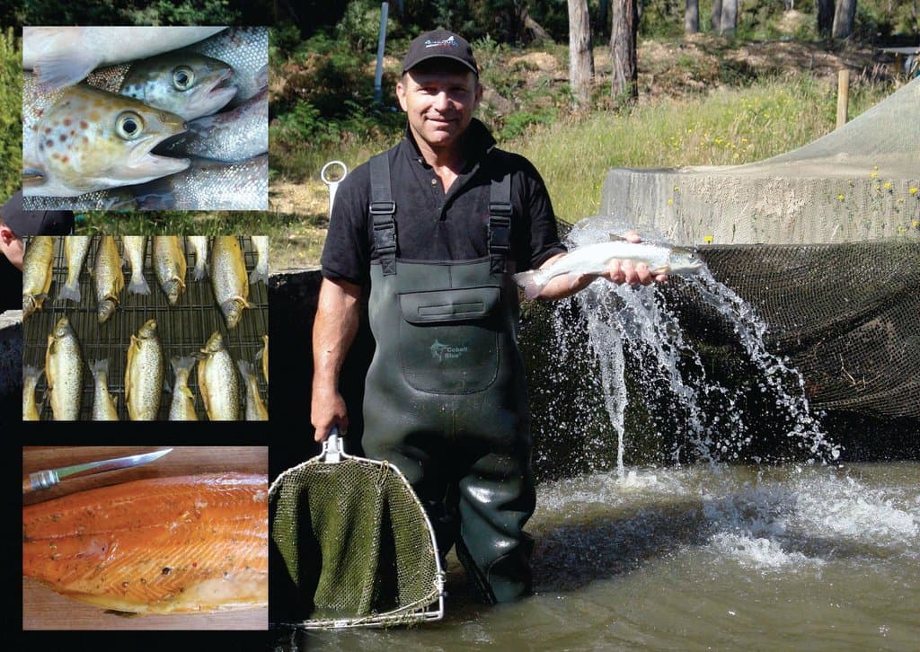 41 Degrees South Salmon and Ginseng Farm