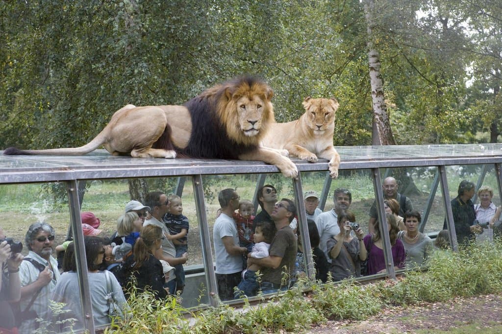 The Lion Tunnel