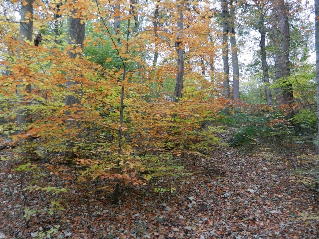Forge Dam