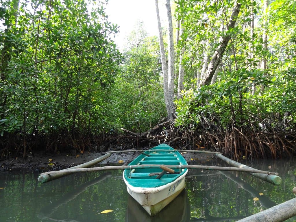 Paddle Boat
