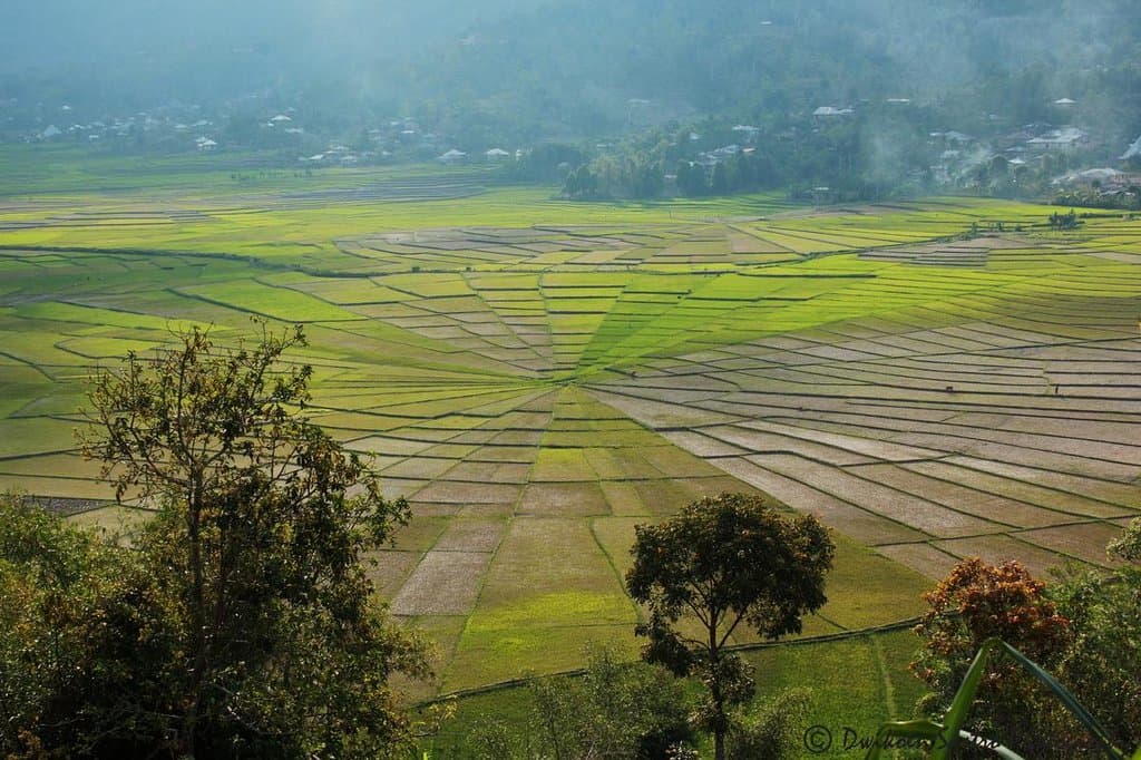 Sawah sarang laba-laba (Spider web rice field) desa Cancar
