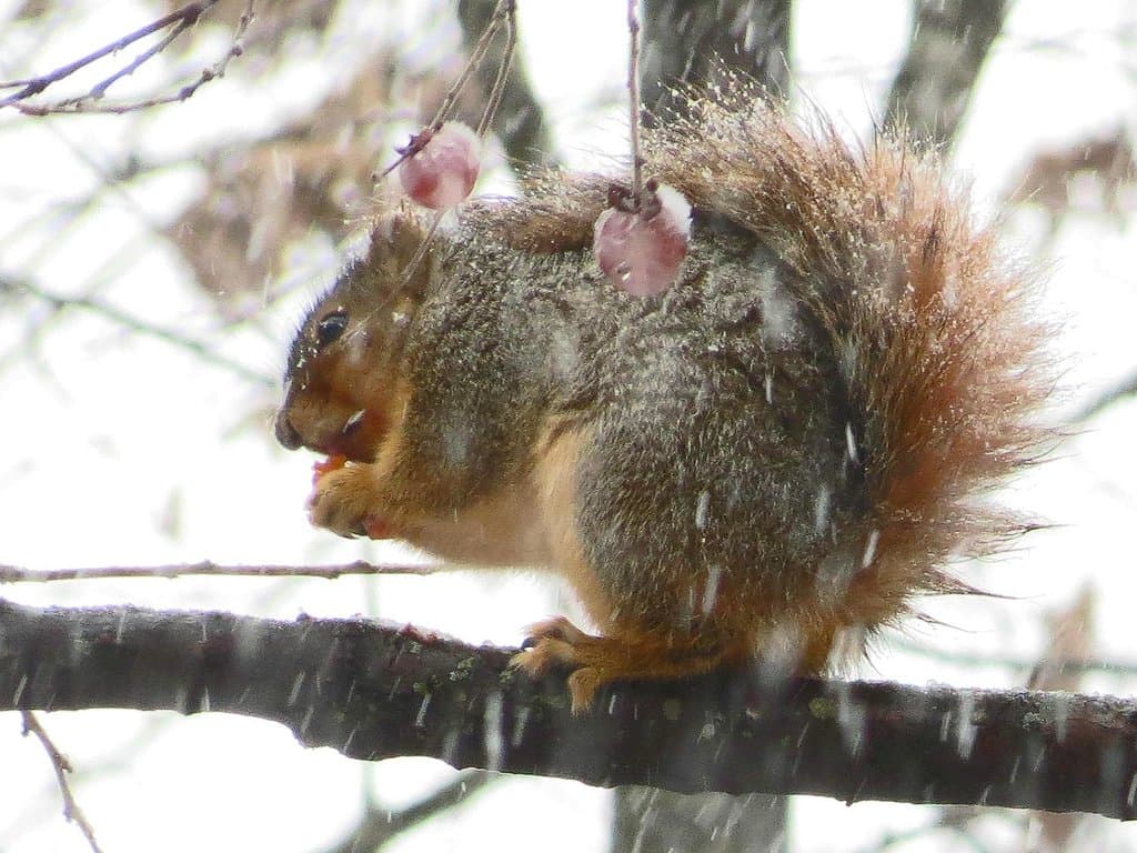 Taken at the sanctuary in late 2012 one snowy day.