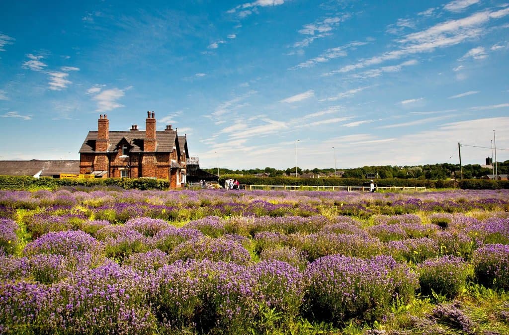 The lavender fields & farmhouse cafe