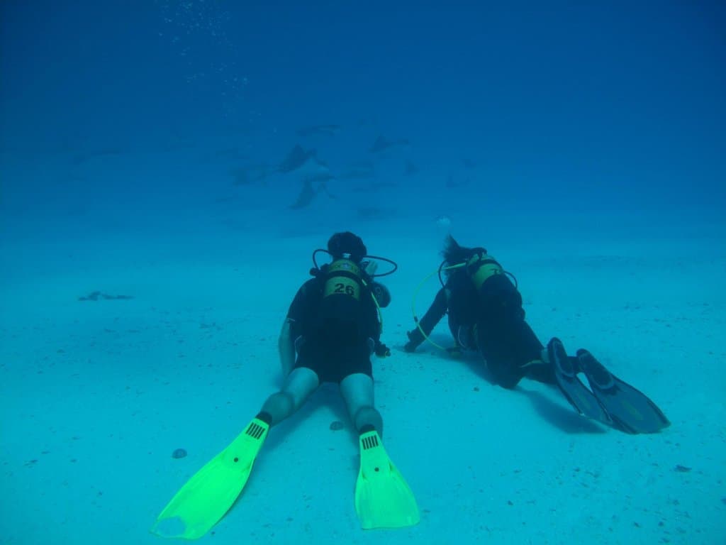 40 to 50 Rays gracefully gliding in front of us