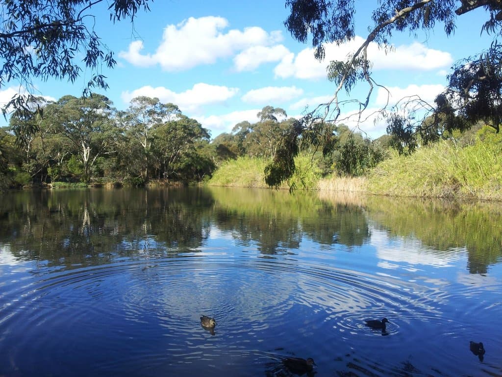 Wittunga Botanic Gardens 03