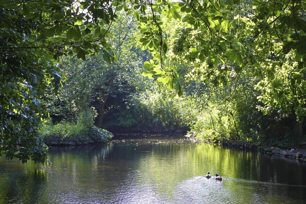 pond