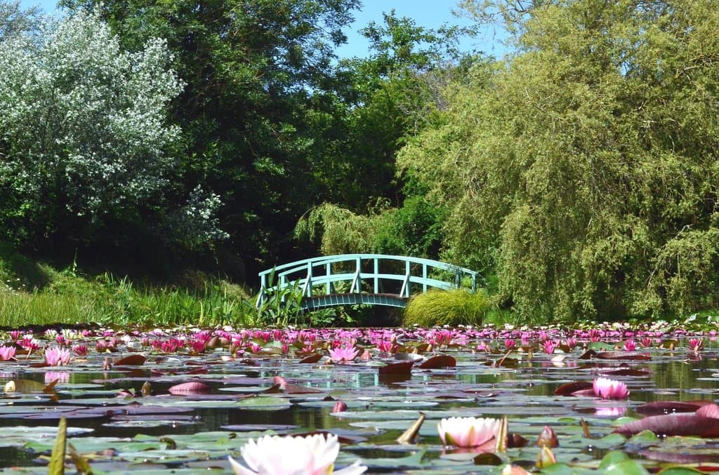 National Water Lily Collection