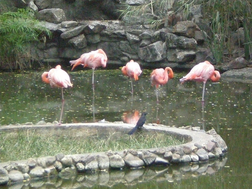 Flamingos haciendo siesta
