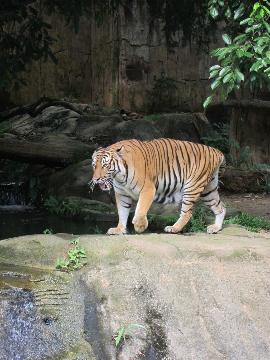 Malayan Tiger
