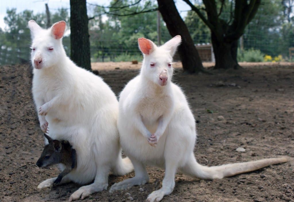 albinos