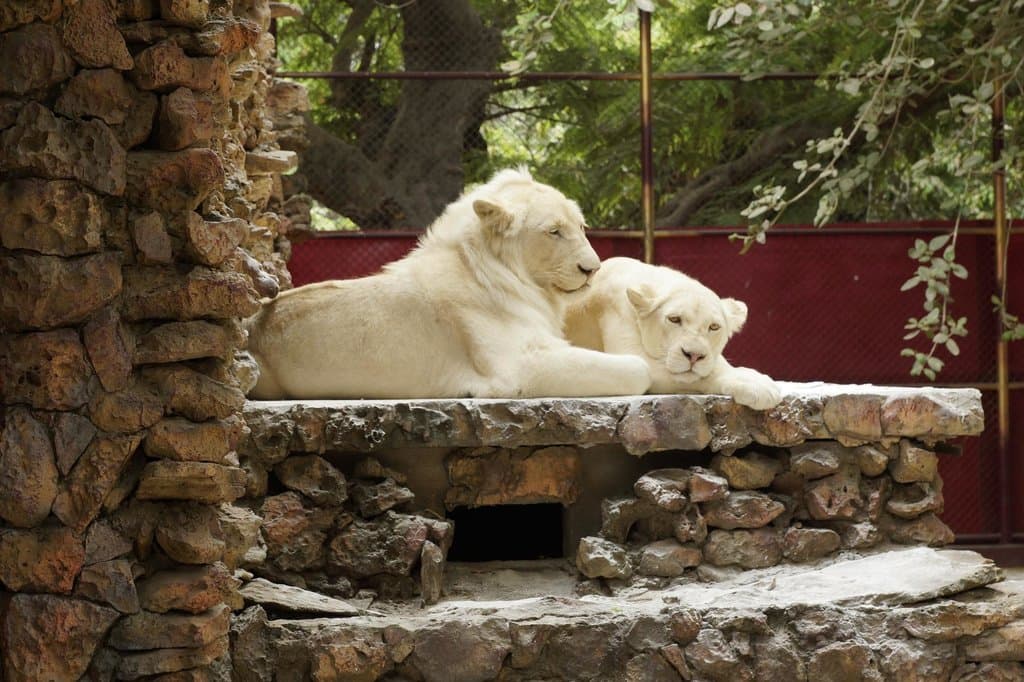 White Lion