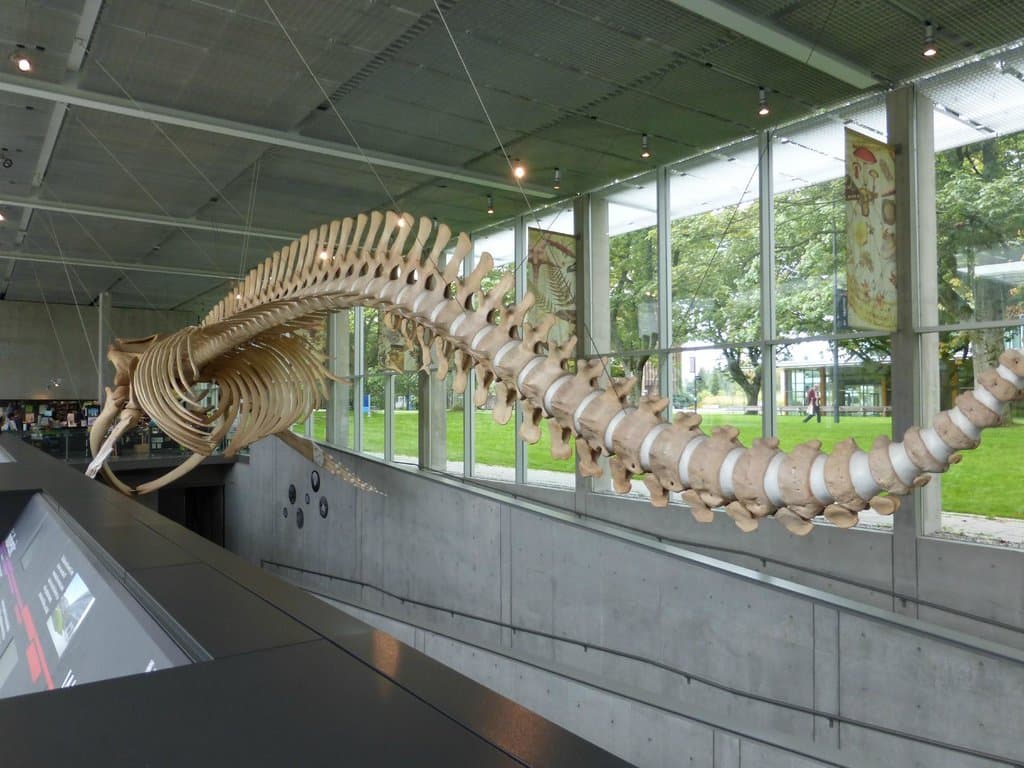 Whale Exhibit