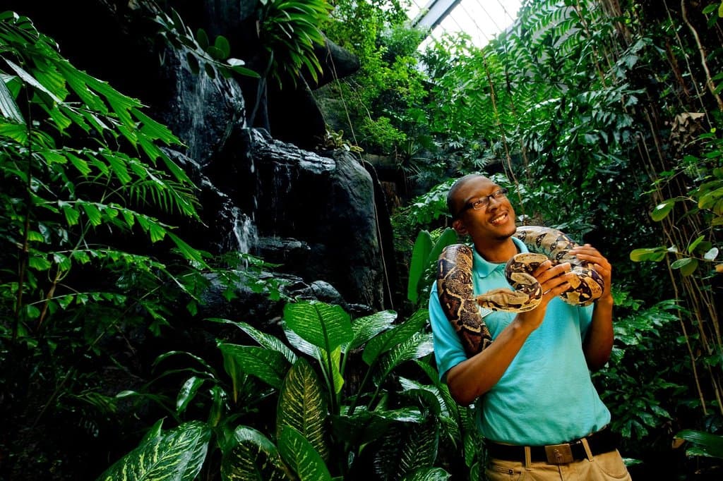 Step into our Rainforest to meet a variety of species that call the rainforest habitat home.