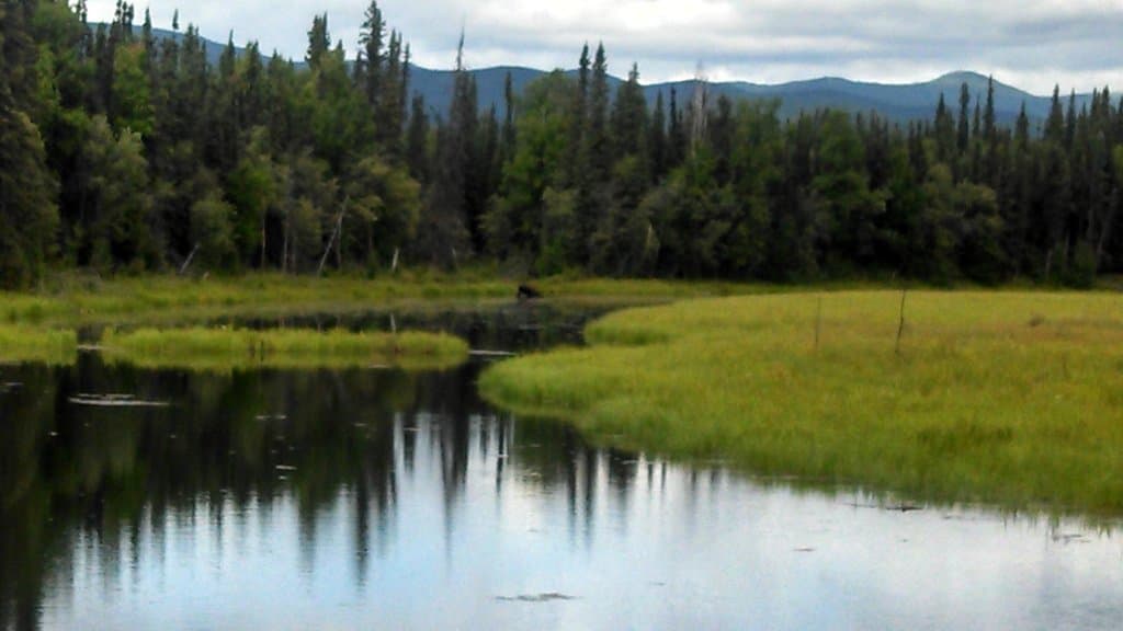 Cool Reflections and Moose