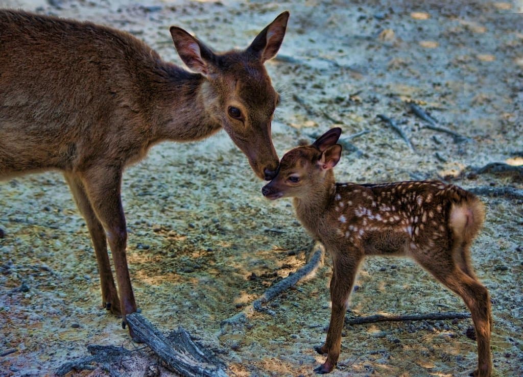 one of the other animals you can see