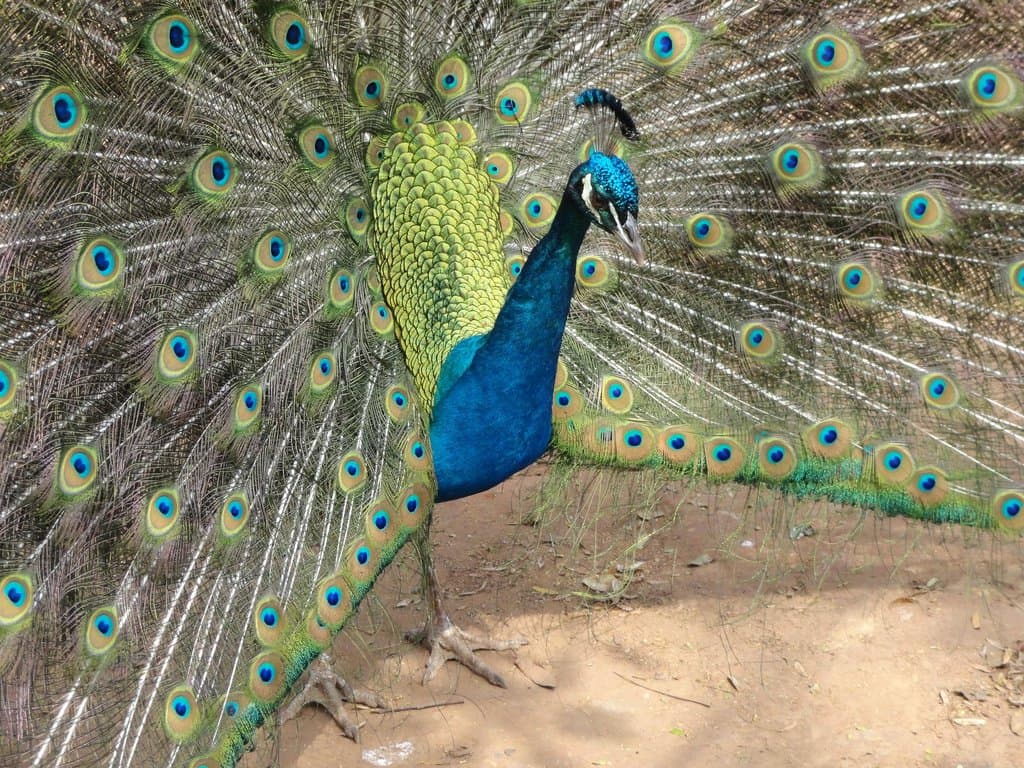 É encantador, inspirador....