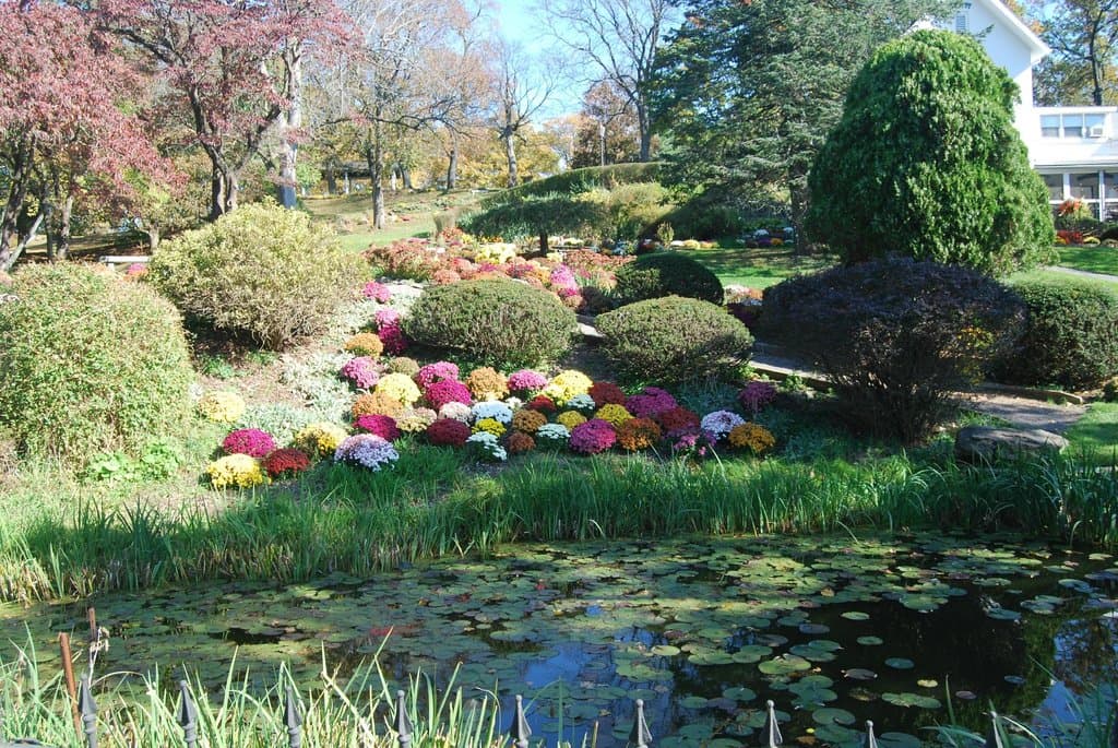 Pond and Flowers