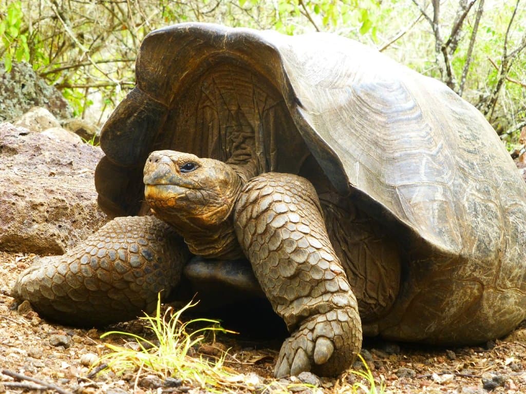 Giant tortoises at peace in this well maintained area