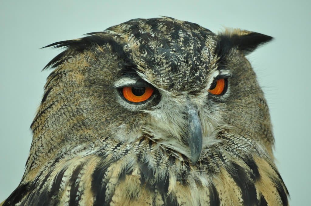 owl in the falconry