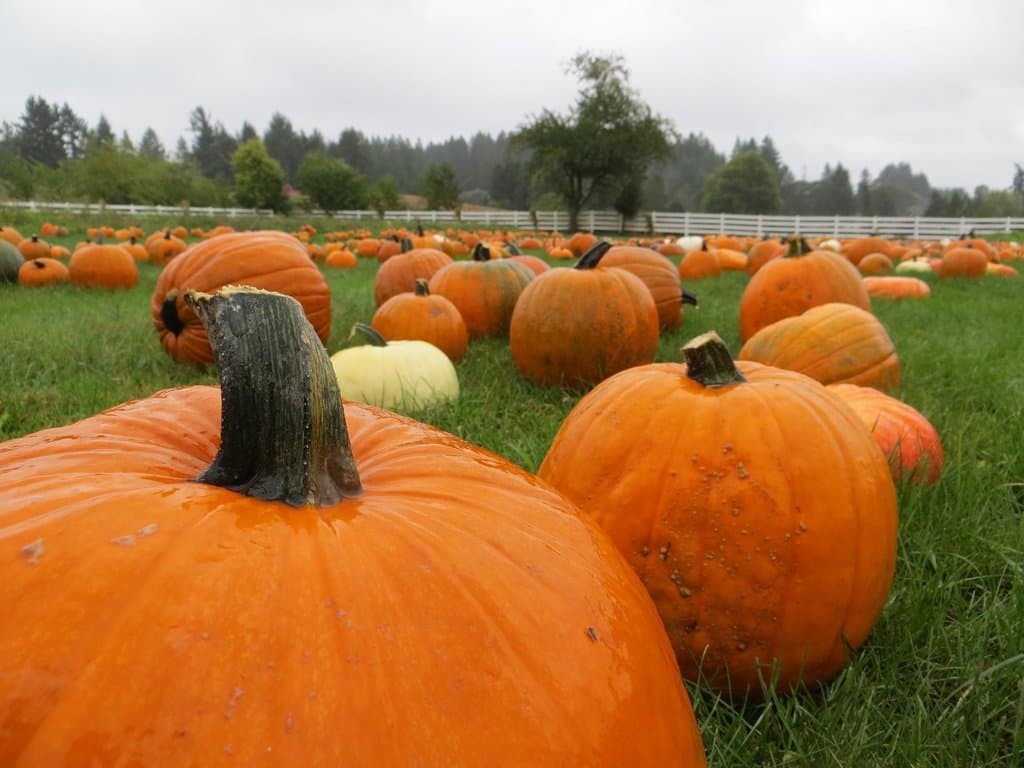 pumpkin patch
