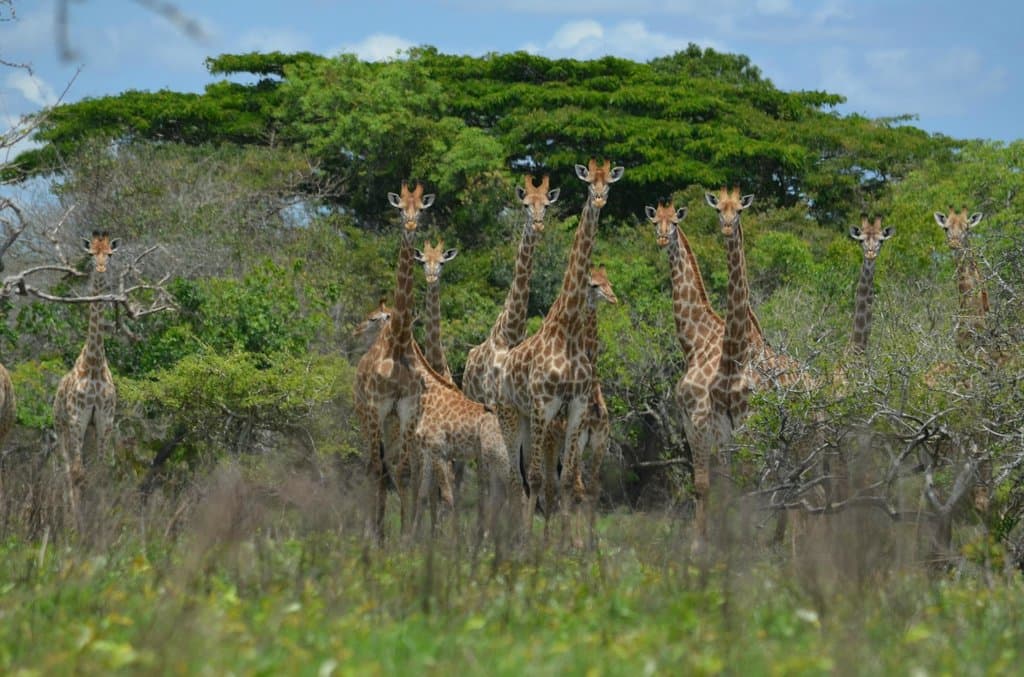 Maputo Special Reserve