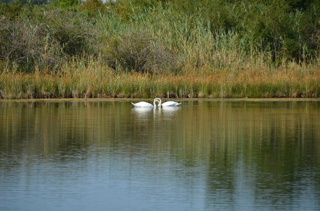 Cigni