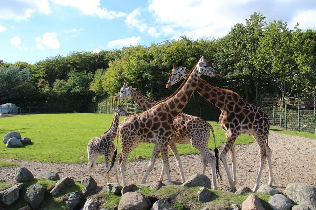Giraffe at Aalborg Zoo
