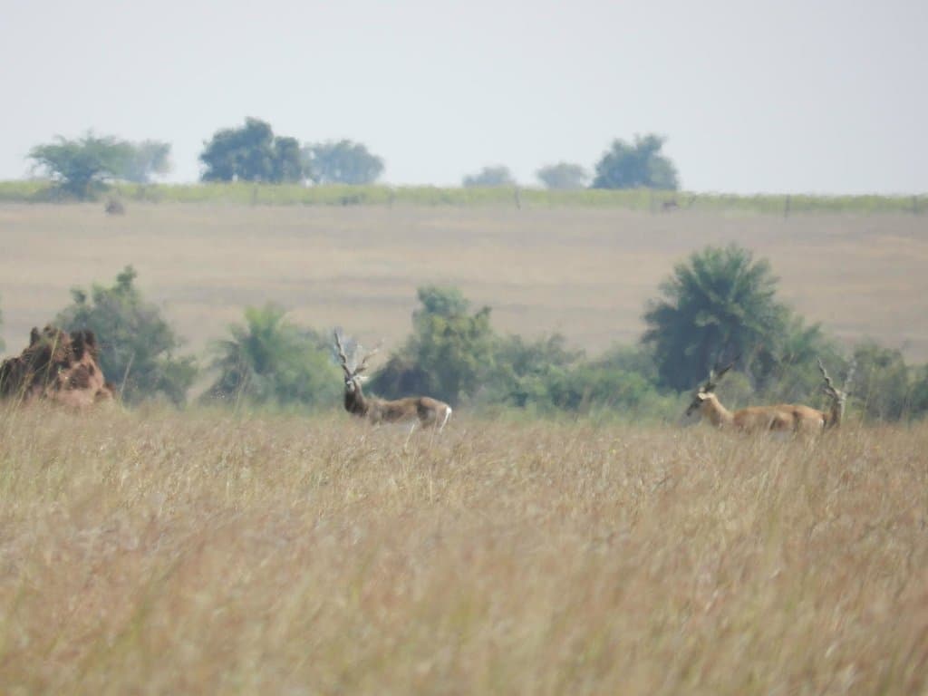 deer3