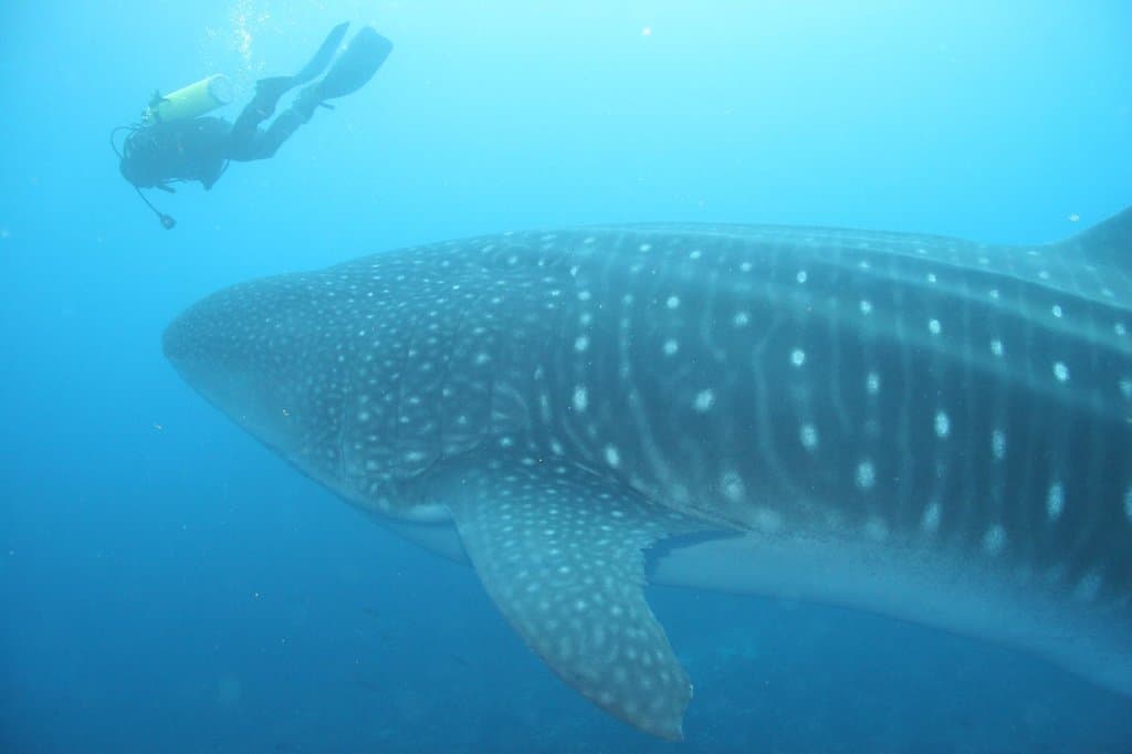 Китовая акула