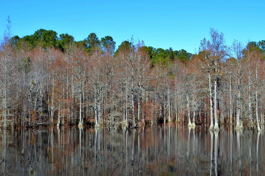 Cypress Trees in the Millpond