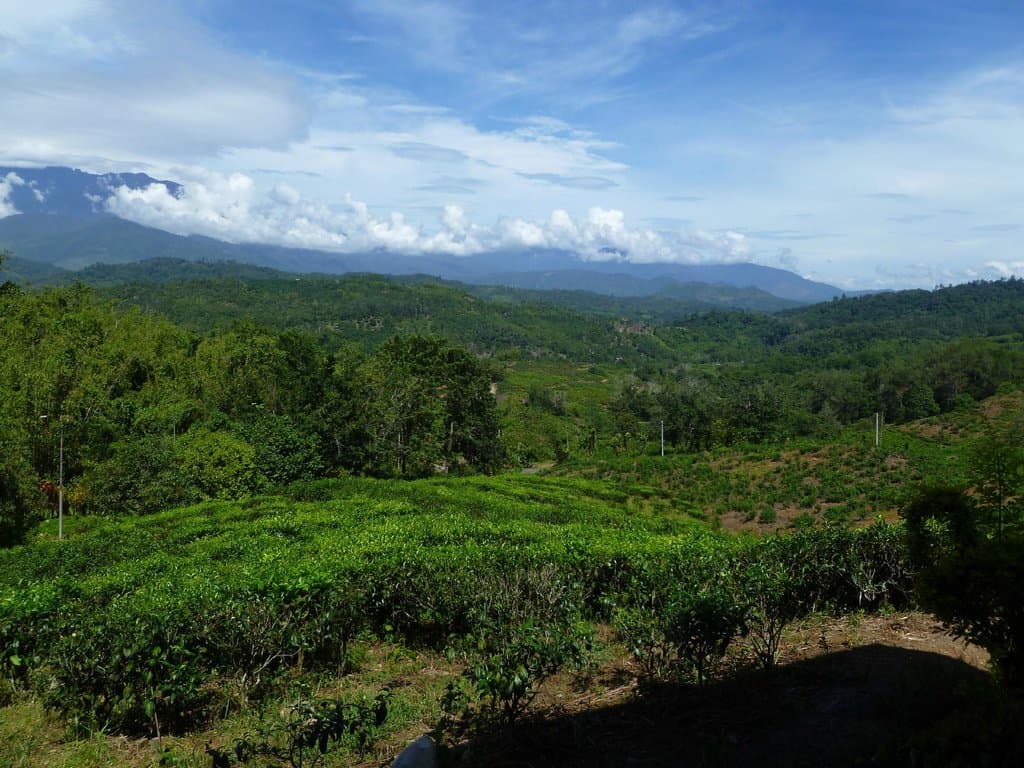 The view