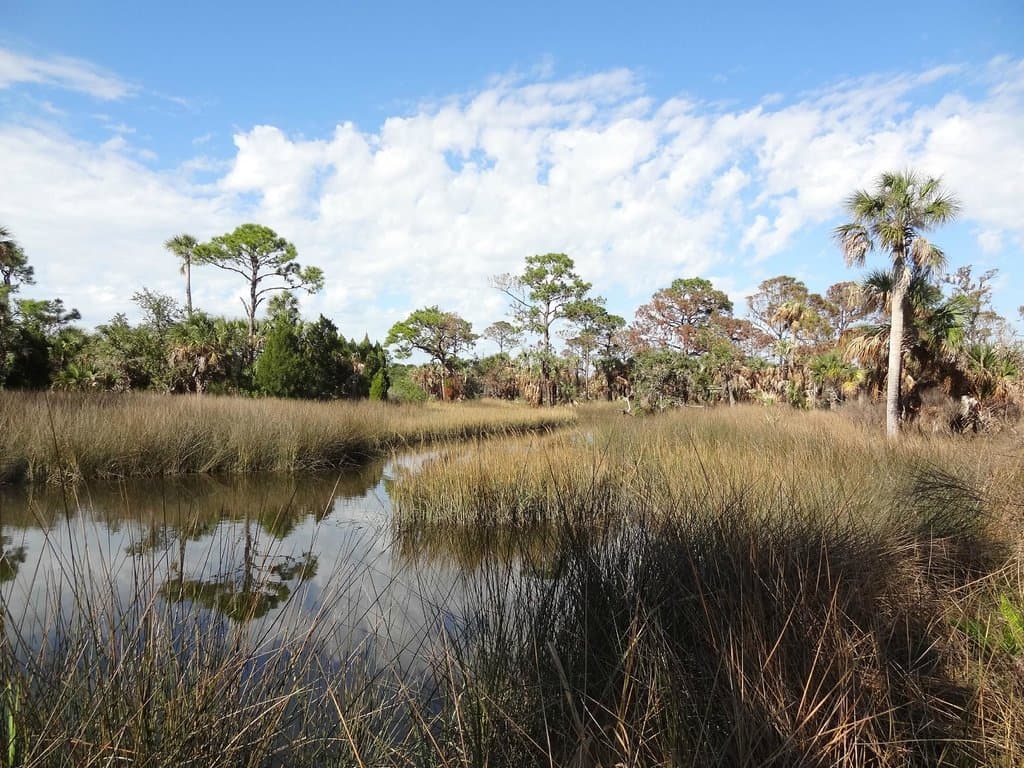 Werner-Boyce Salt Springs State Park