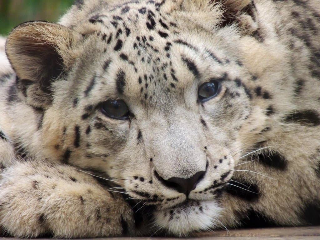 Female snow leopard, 6 months old.