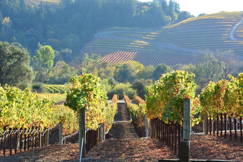 Dutcher Crossing Vineyard October, 2013